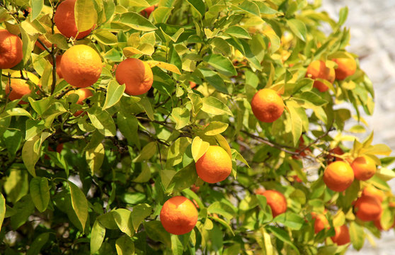 Branches with the fruits of the tangerine trees