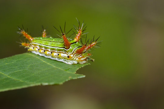 Image of Stinging Nettle Slug Caterpillar (Cup Moth, Limacodidae) "Green Marauder" on green leaves. Insect Animal.