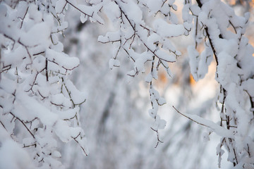 winter protection against cold