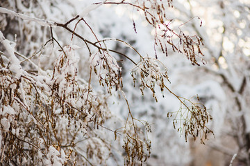 winter branch