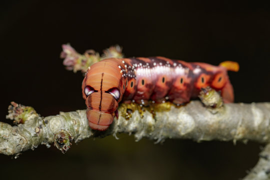 Image of Caterpillar Oleander Hawk-moth (Daphnis nerii) on tree branch. Worm. Insect. Animal.