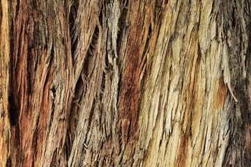 Trunk surface, vertical cracks, organic texture.