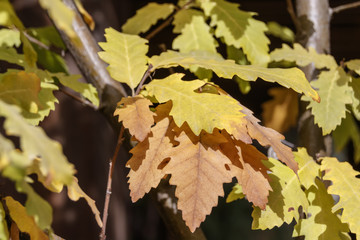 Branch of an oak tree with a yellow and brown autumn foliage background close-up