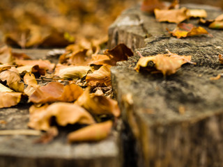 Autumn leaves on a trunk