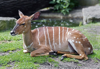 Nyala antelope female. Latin name - Tragelaphus angasii