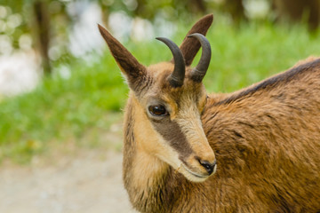 close-up of an alpine suede /the muzzle of a suede with horns and the typical mask between the eye and the upper lip