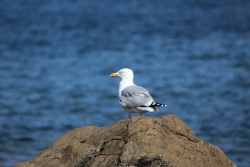 Möve am Meer 