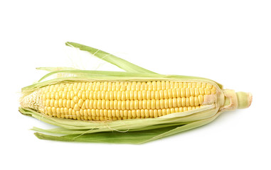 Ear of corn corncob isolated