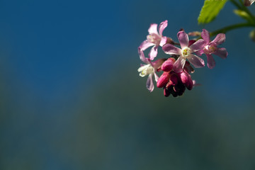 rosa blüten an einem Zweig
