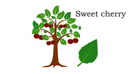 Sweet cherry Trees vector element