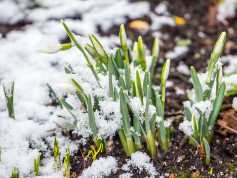 Schneeglöckchen wachsen aus dem schneebedeckten Boden