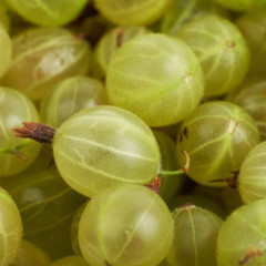 Surface covered with the gooseberries