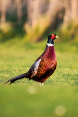 Pheasant, Phasianus colchicus