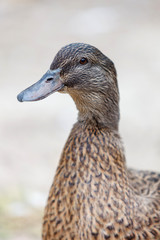 Portrait of a brown duck