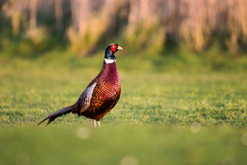 Pheasant, Phasianus colchicus