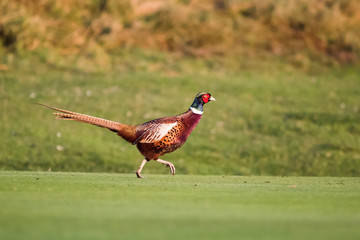 Pheasant, Phasianus colchicus