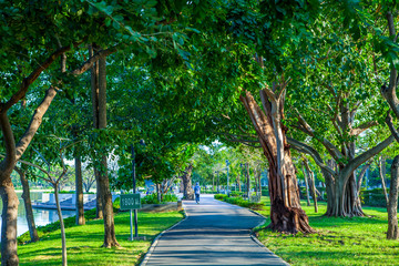 Road pathway Jogging track in the  public park under big tree