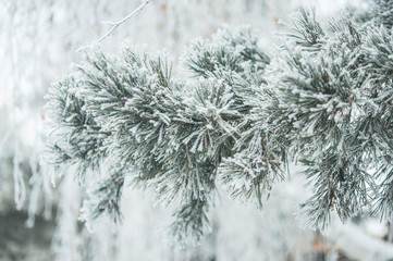  branch of pine covered with snow