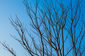 Tree branches without leaves against the blue sky.