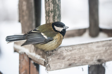 Great tit on a branch with snow