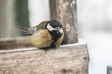 Great tit on a branch with snow