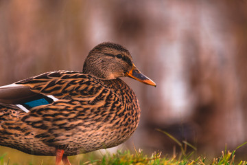 Lady Mallard