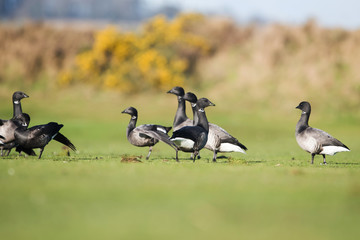 Brent Goose, Branta bernicla 