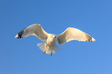 closeup of a flying seagull (laridae)