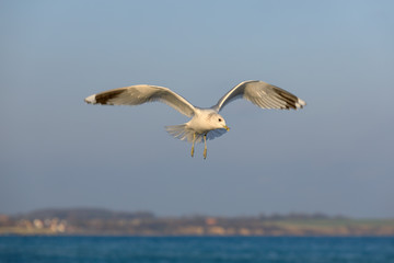 Fototapeta na wymiar closeup of a flying seagull (laridae)