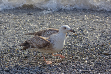 Gabbiano sulla spiaggia