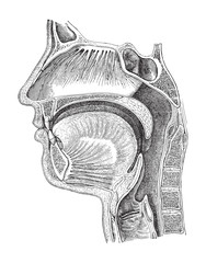 Human head anatomy - nose, mouth and throat / vintage engraved illustration from Meyers Konversations-Lexikon 1897)