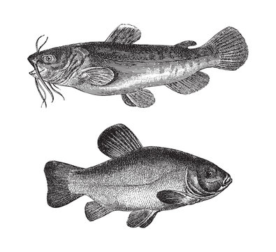 Brown bullhead (Amiurus nebulosus) above and Tench or doctor fish (Tinca vulgaris) under / vintage illustration from Meyers Konversations-Lexikon 1897 