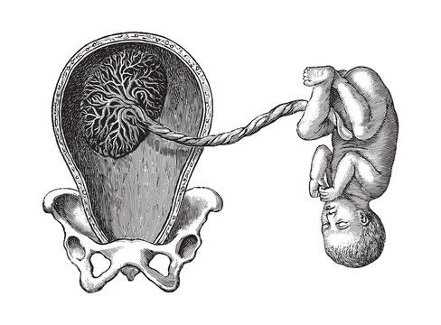 Womb with placenta and umbilical cord with child / vintage illustration