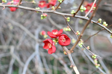 Flowering quince in red