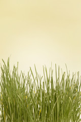 Organic wheat grass on the yellow backdrop