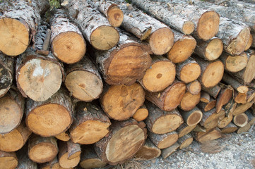 Montón de troncos en al bosque