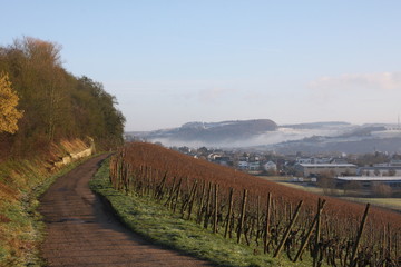 Fototapeta na wymiar Luxembourgish Vineyards in Mid-winter