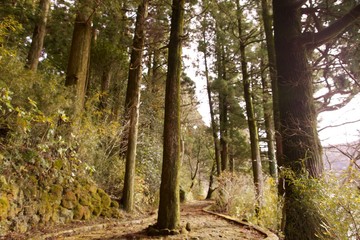 Obraz premium 箱根