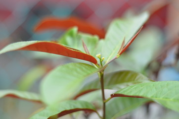 Obraz premium Leaf