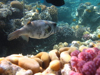 Riesenkugelfisch im Roten Meer Ägypten