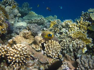 Anemonenfisch im Roten Meer Ägypten