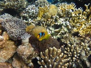 Fototapeta na wymiar Anemonenfisch im Roten Meer Ägypten