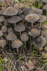 Coprinus micaceus. A large family of wild mushrooms.