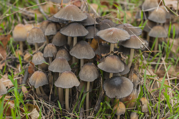 Fototapeta premium Coprinus micaceus. A large family of wild mushrooms.