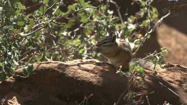 close up of a chipmunk feeding at zion national park in utah, usa