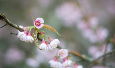 Beautiful Wild Himalayan Cherry blossom, Thai Sakura flower.