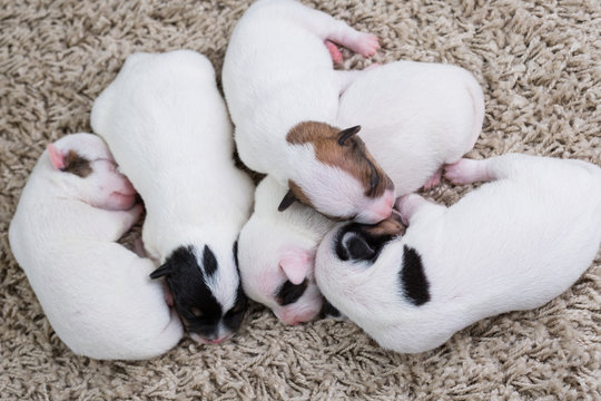 newborn puppies breed jack russel terrier sleeping