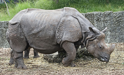 Fototapeta premium Great indian rhinoceros. Latin name - Rhinoceros unicornis