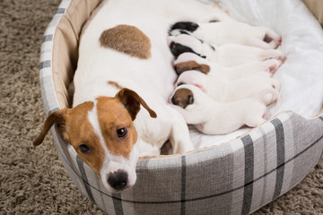 dog feeds the puppies,  Jack Russell Terrier