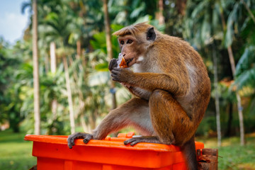 Hungry monkey eating some food, Sri Lanka